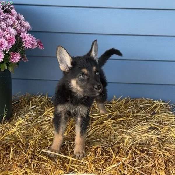 Sam, German Shepherd Puppy